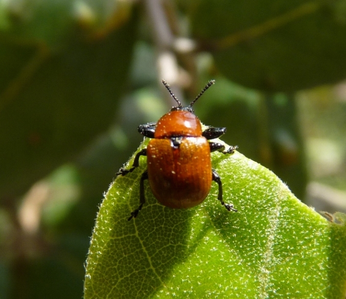 Attelabus nitens