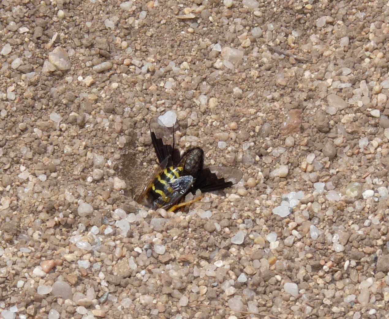 Prede portate nella tana; Bembix rostrata ♀