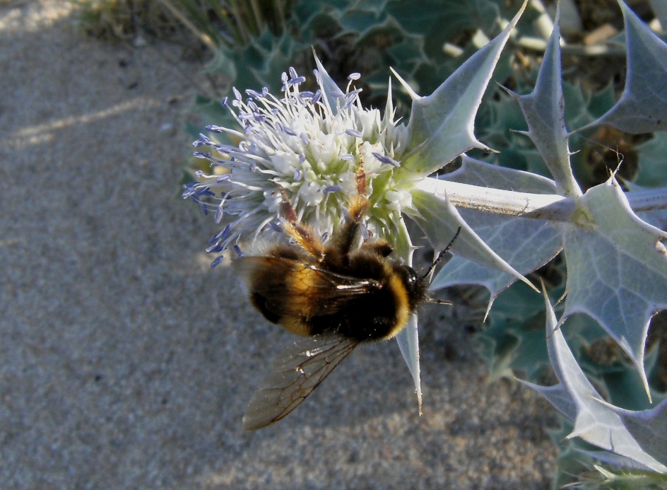 Bombus terrestris o lucorum e Bombus terrestris sassaricus