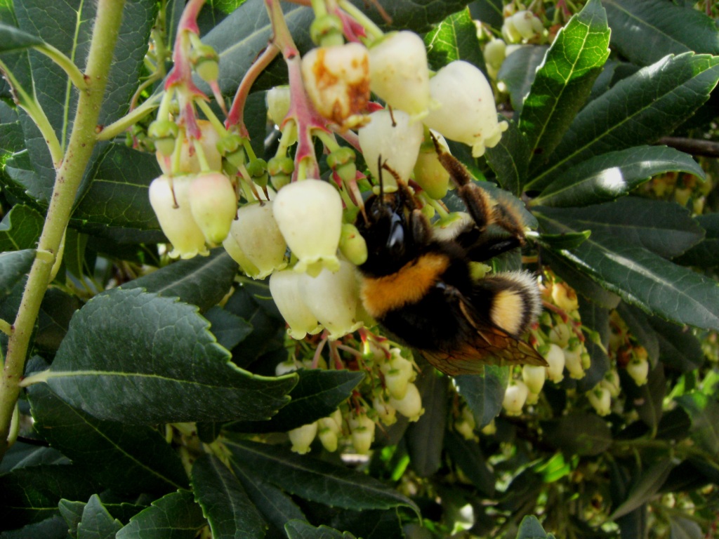 Bombus terrestris o lucorum e Bombus terrestris sassaricus