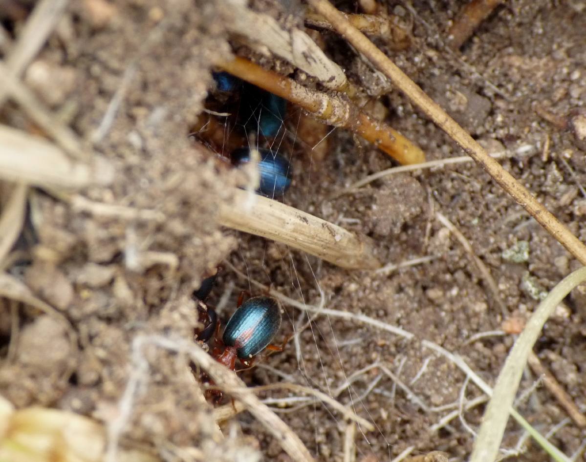 Gruppo di Brachynidius sclopeta
