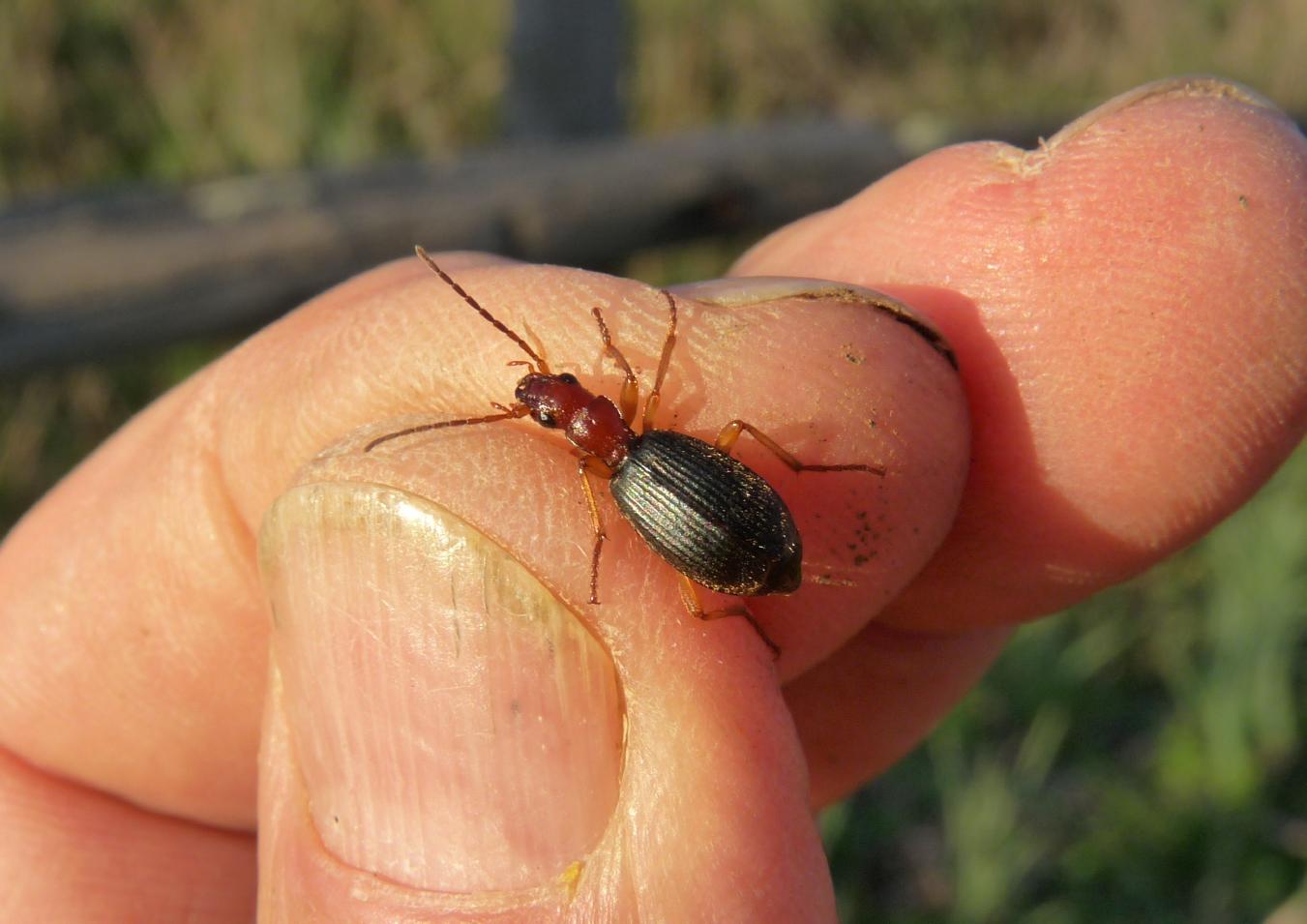 Brachinus italicus della Tolfa