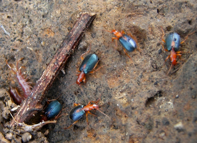 Brachinus in gruppo