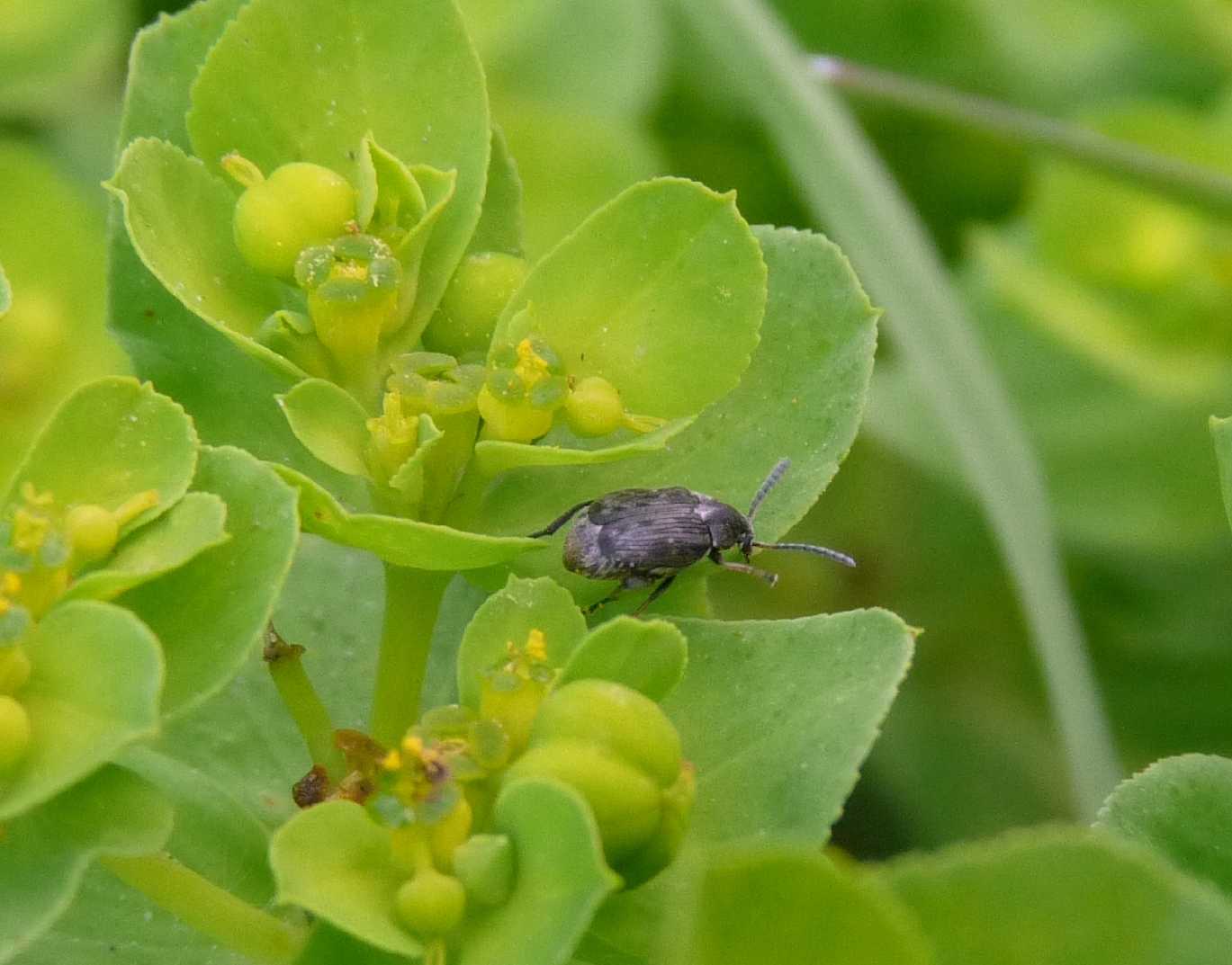 Chrysomelidae Bruchinae