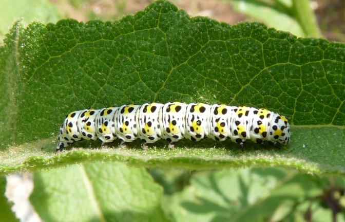 Bruco da identificare - Cucullia (Shargacucullia) verbasci