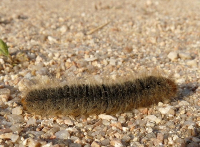 Bruco da determinare - Lasiocampa (Pachygastria) trifolii