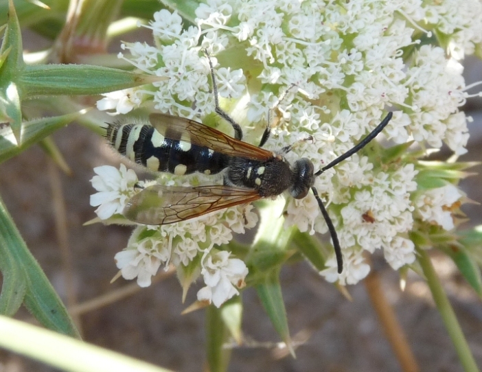 Colpa sexmaculata M e Meria tripunctata M.