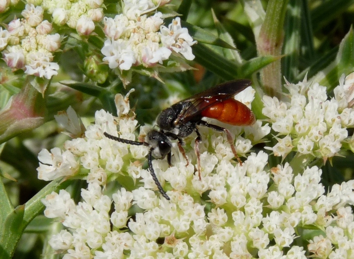 Sphecodes albilabris rubripes M e F (Apidae Halictinae)