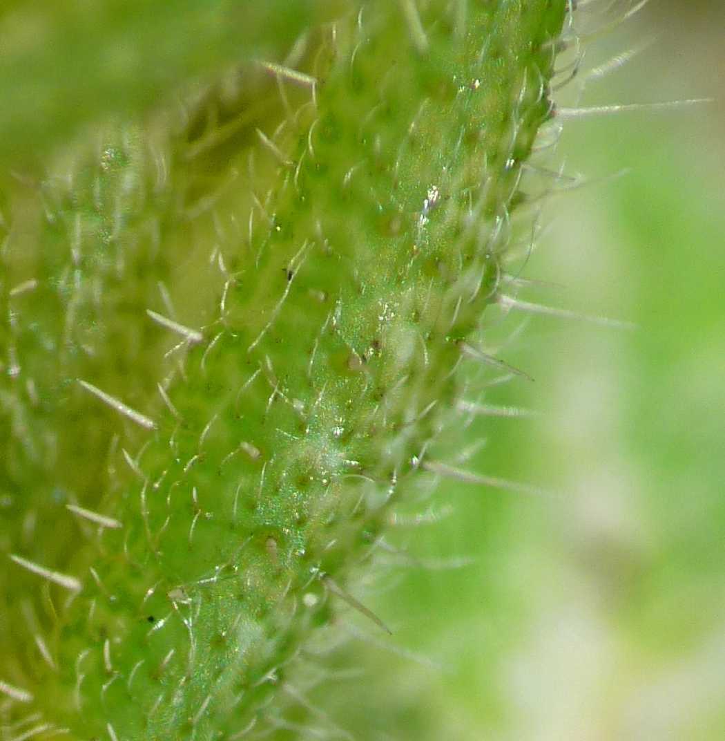 Cactus?
