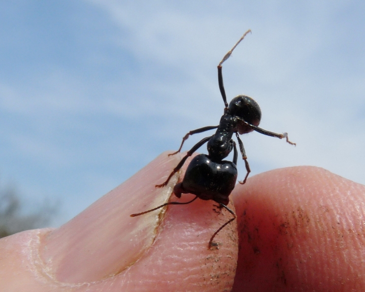 Messor cf capitatus e Messor minor (Formicidae)