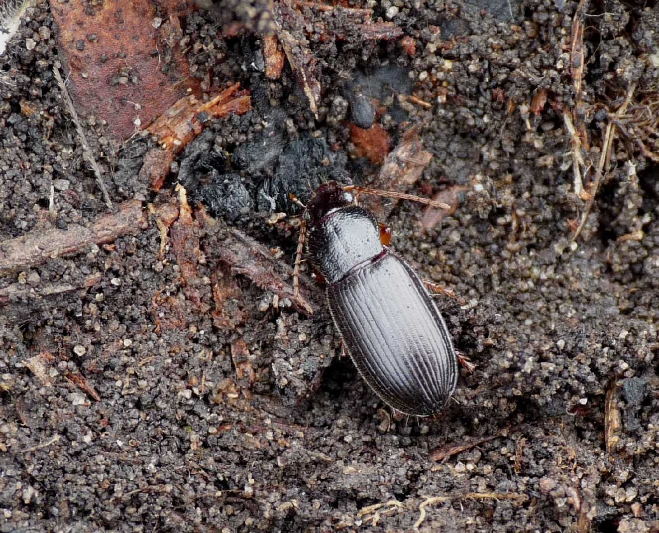 Piccolo carabide: Ophonus (Metophonus) sp.