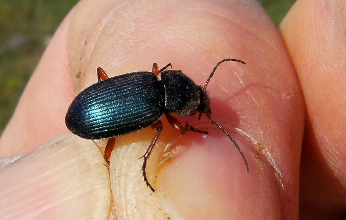 Carabidae: Amara simulata, Harpalus distinguendus, Ophonus azureus  e Dinodes decipiens