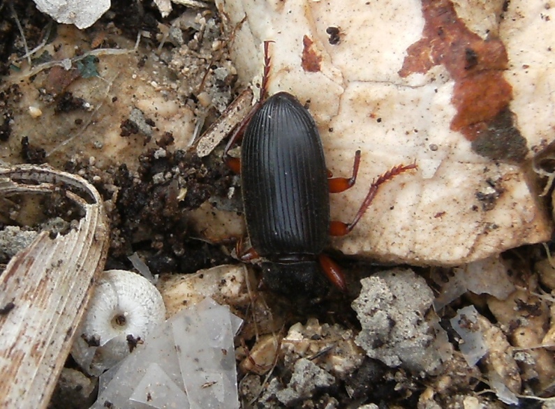 Piccolo Carabidae - Pseudoophonus rufipes