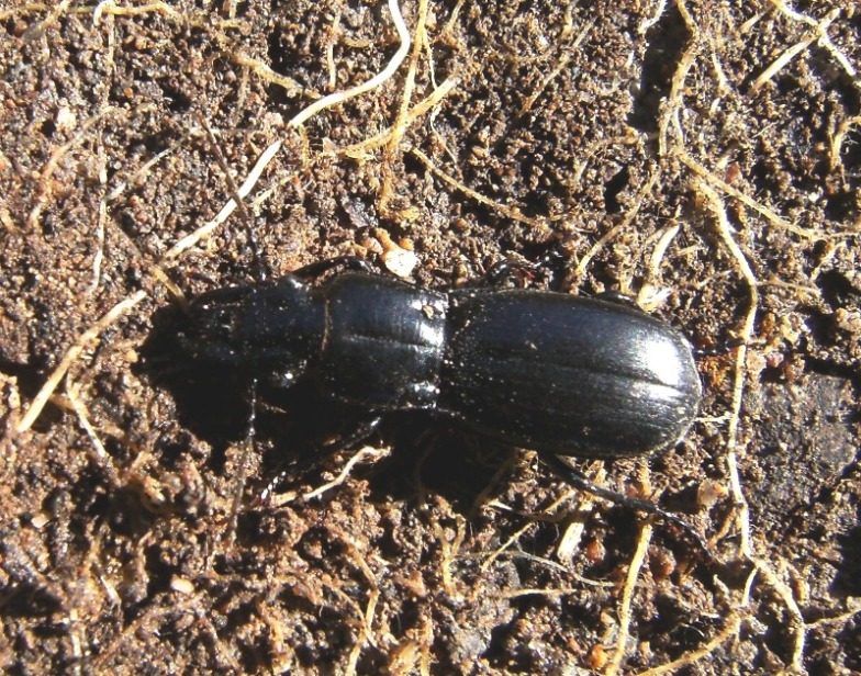 Carabide vegetariano? No, Percus strictus