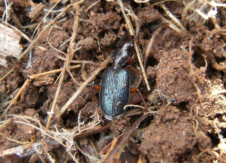 Piccolo carabidae - Cymindis miliaris