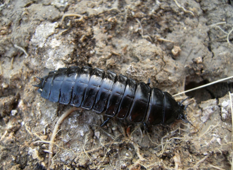 Larva di Carabus