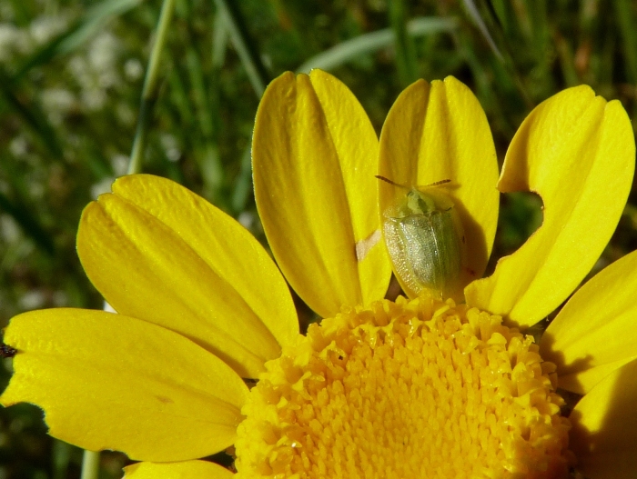 Cassida algirica su un fiore