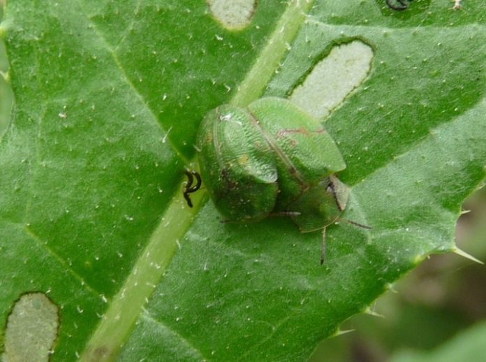 Coppia di cassida