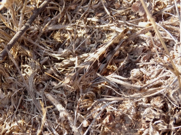 Cavalletta mimetica: Oedaleus decorus