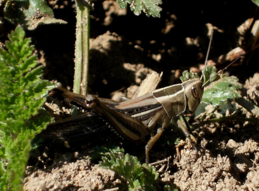 Eyprepocnemis plorans + Pisaura