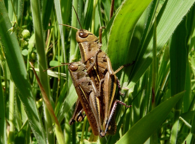 Cavallette in accoppiamento: Eyprepocnemis plorans