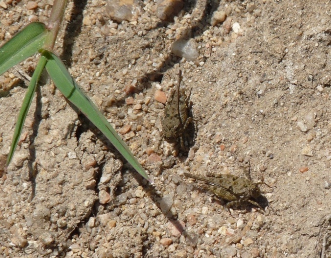 Minuscole cavallette in riva al fiume: Parat. meridionalis