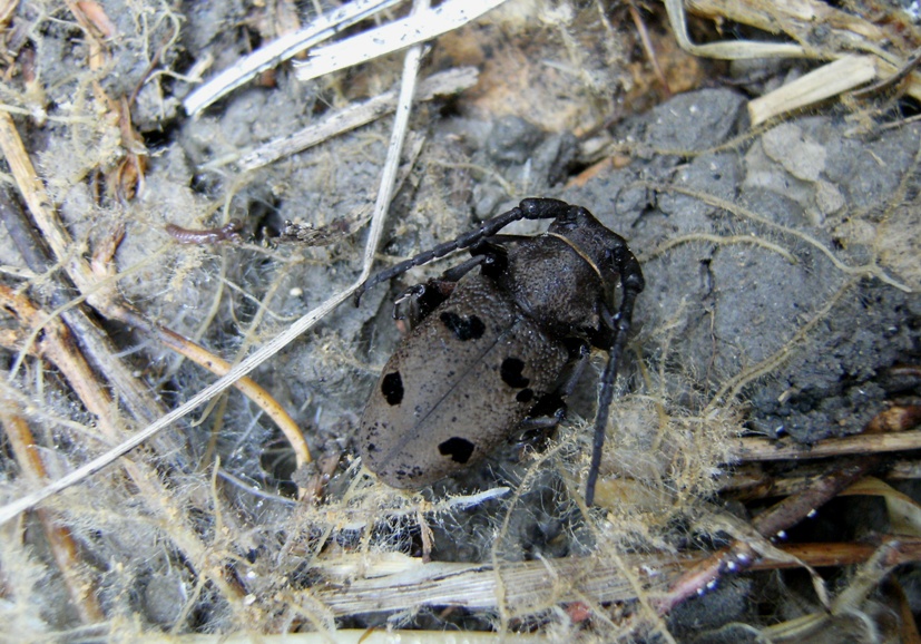 Cerambycidae sotto una pietra - Herophila tristis