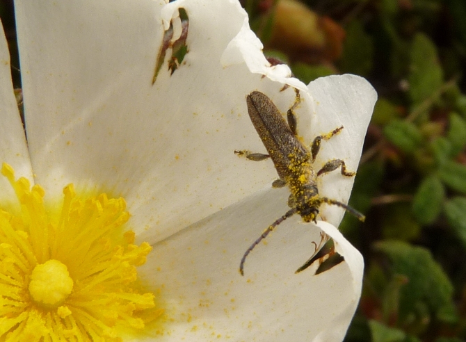 Piccolo cerambicide floricolo