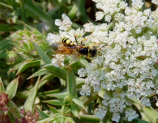 Philanthus triangulum e Philanthus venustus (Crabronidae)