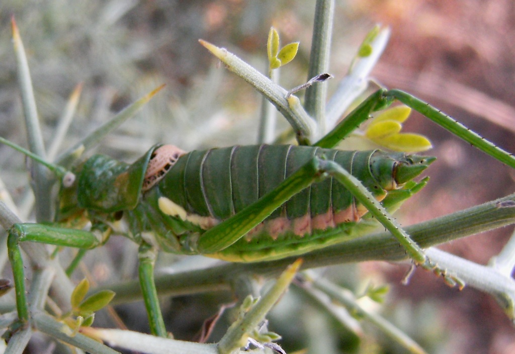 Ephippiger sp.