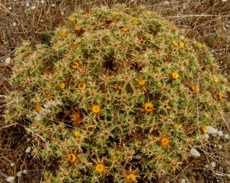 la cantaridina