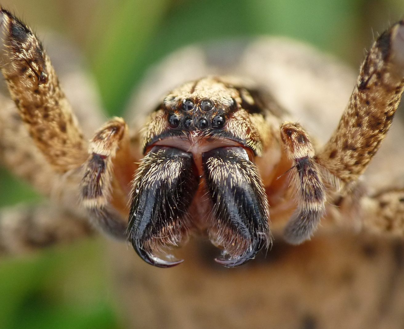 Zoropsis in atteggiamento difensivo