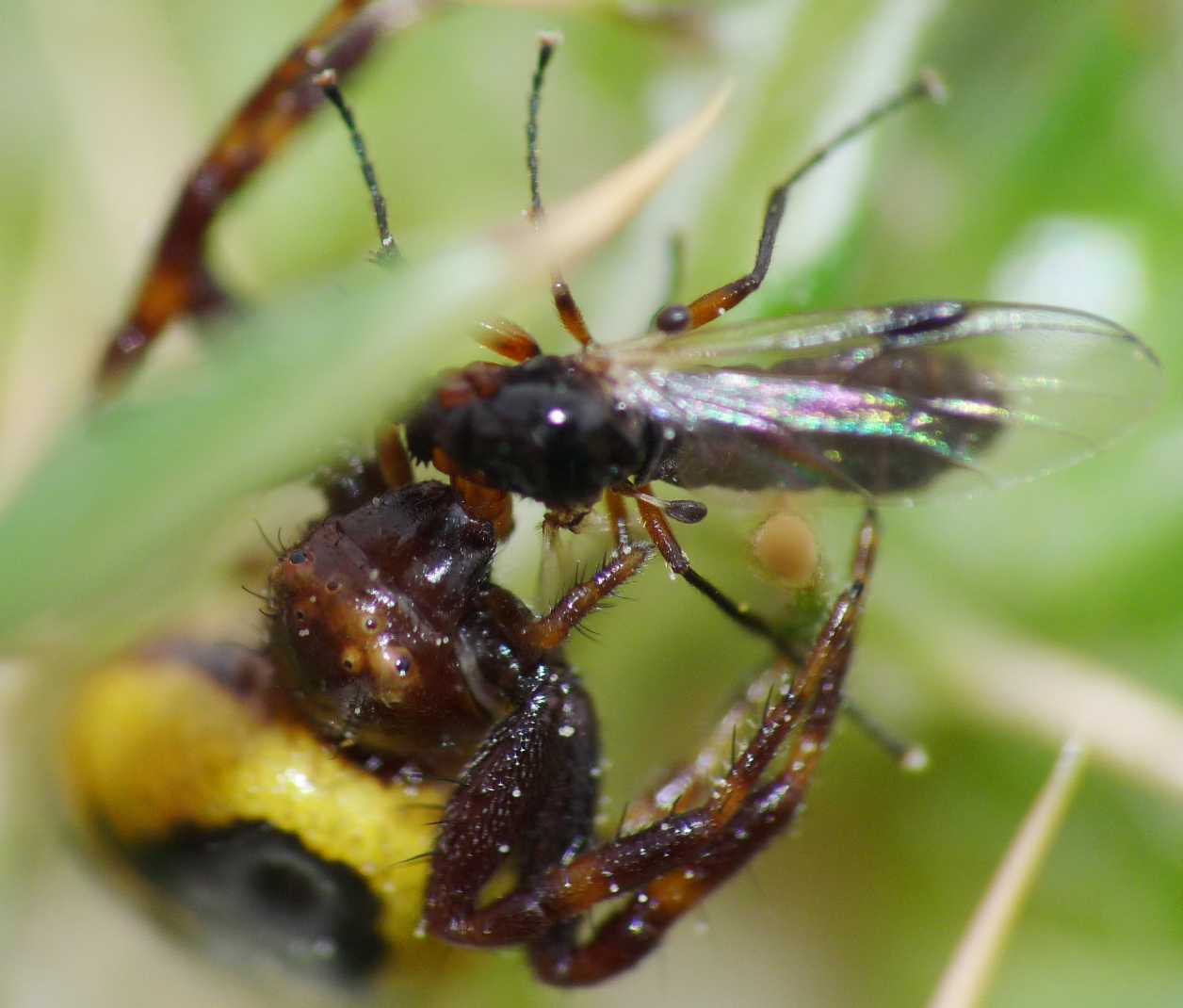 Synema globosum: variazioni sul tema