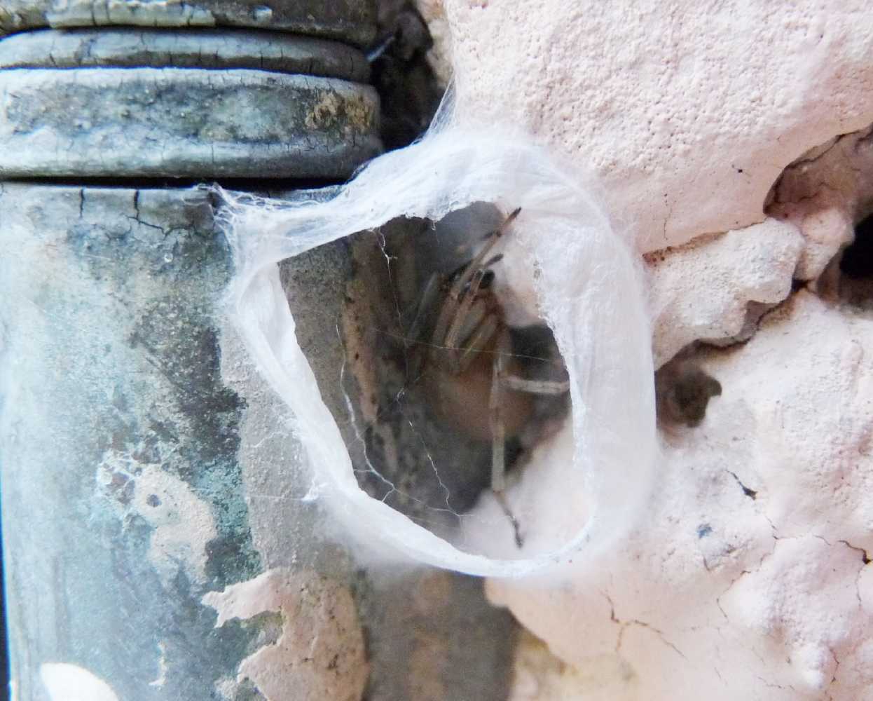 Cheiracanthium sp.