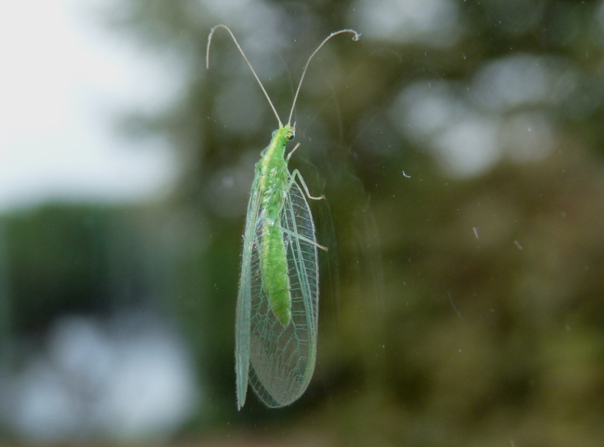 Chrysoperla carnea o pallida