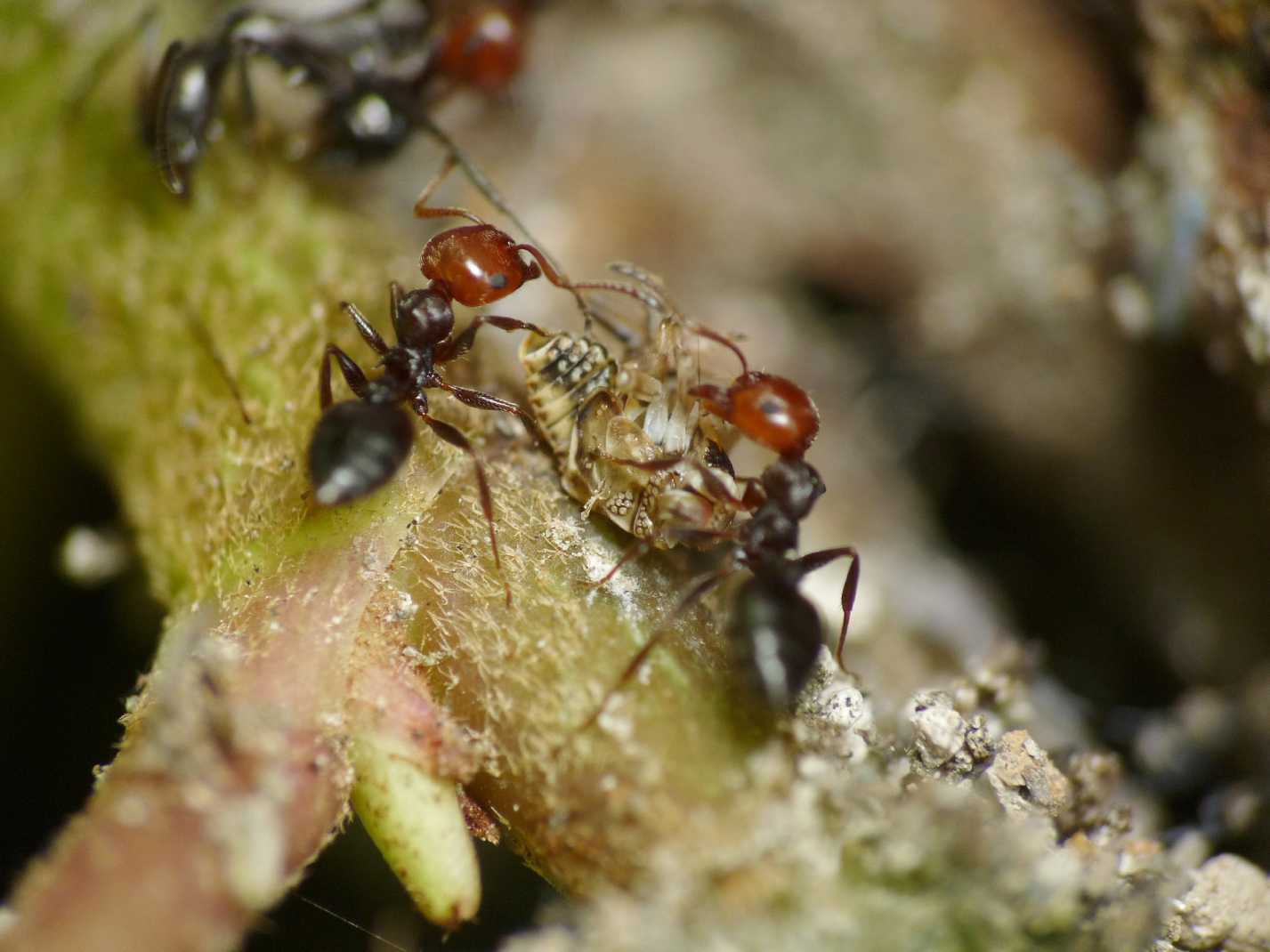Battaglia tra formiche Crematogaster e Aphaenogaster