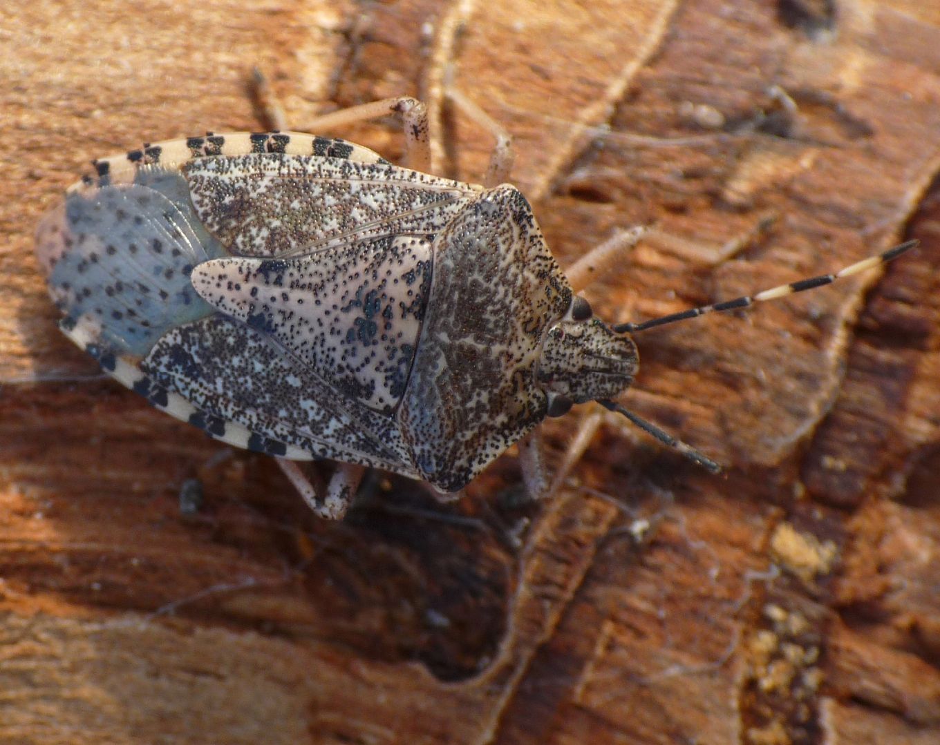 Sotto la corteccia: Rhaphigaster nebulosa