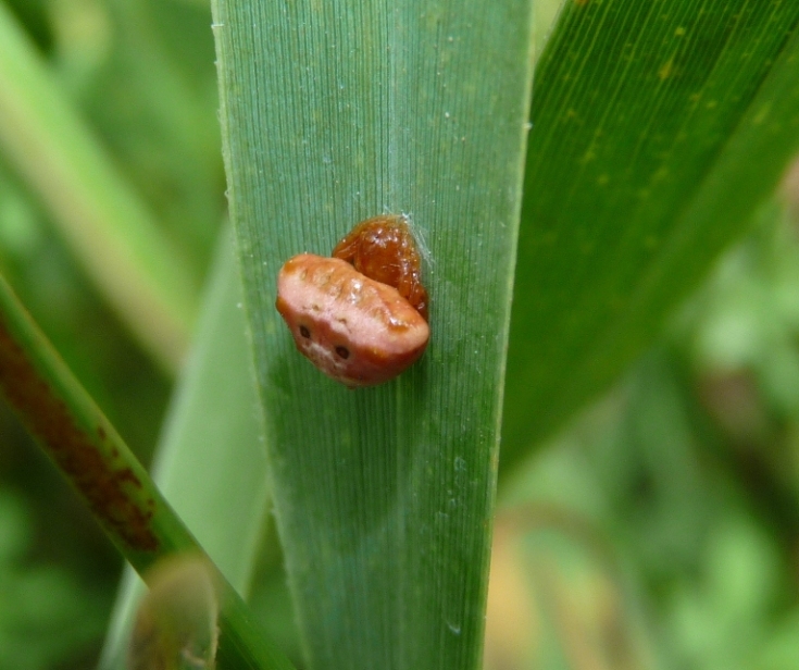 Cyrtarachne ixoides