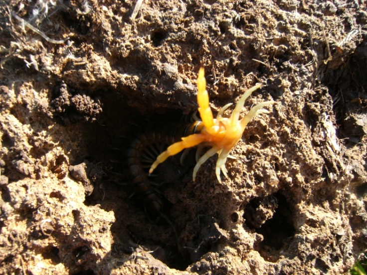 Scolopendra