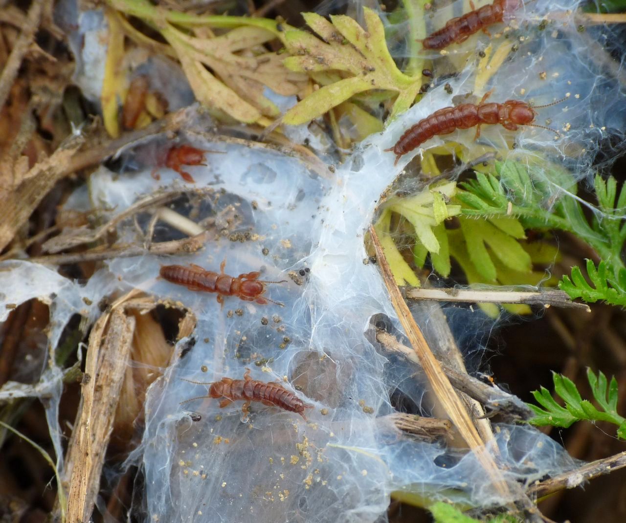 Embioptera Embiidae?