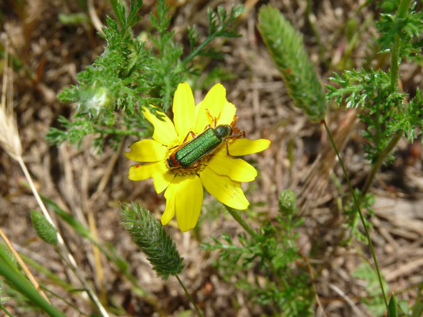 Acari su Anthemis tinctoria