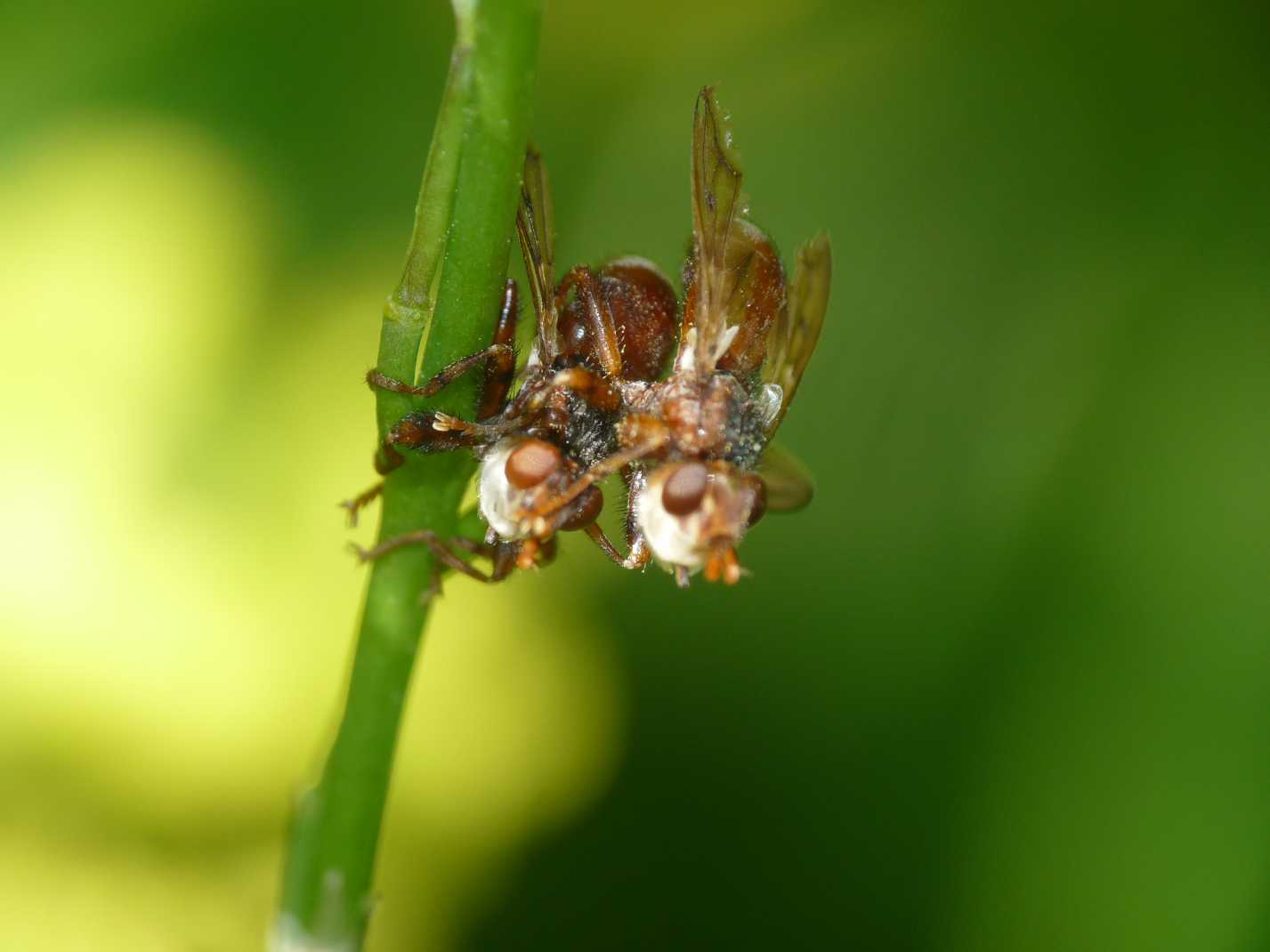 Myopa del 