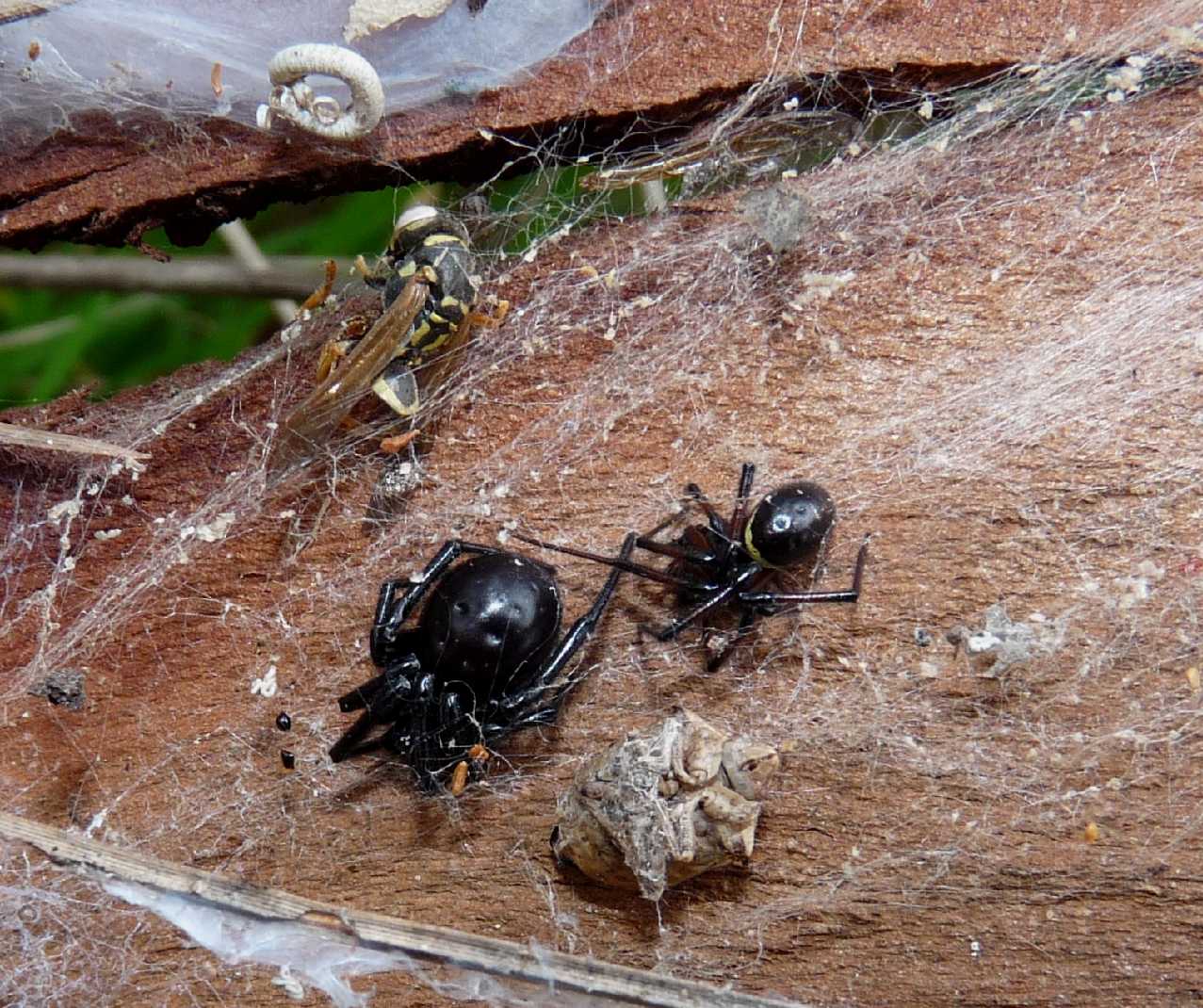 Steatoda paykulliana