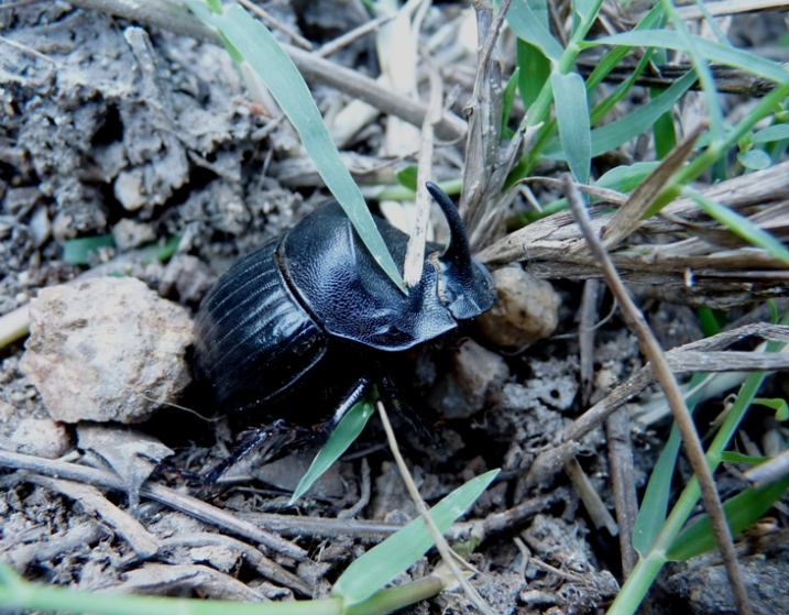 Copris hispanus