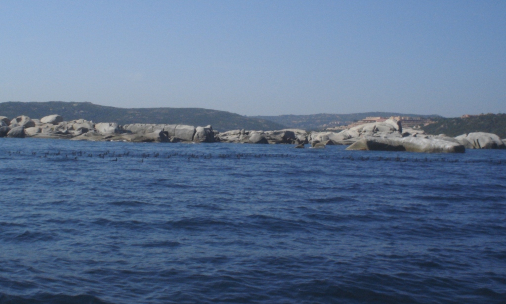 Aironi e Cormorani