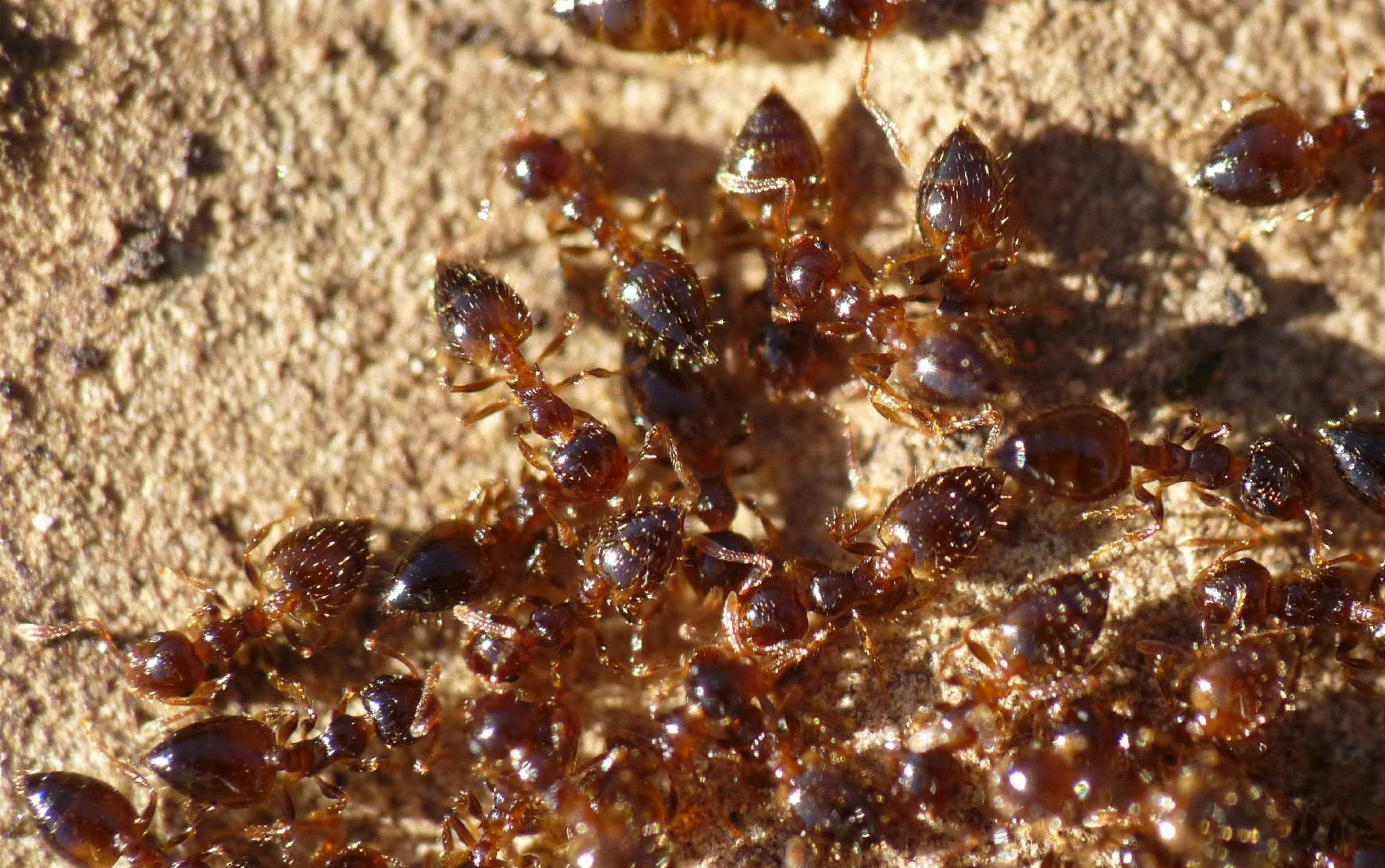Plagiolepis? No. Crematogaster sordidula