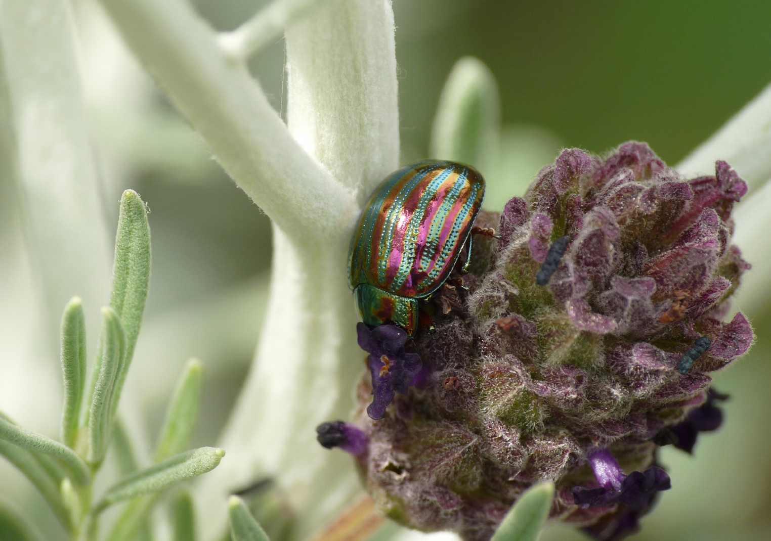 Chrysolina americana
