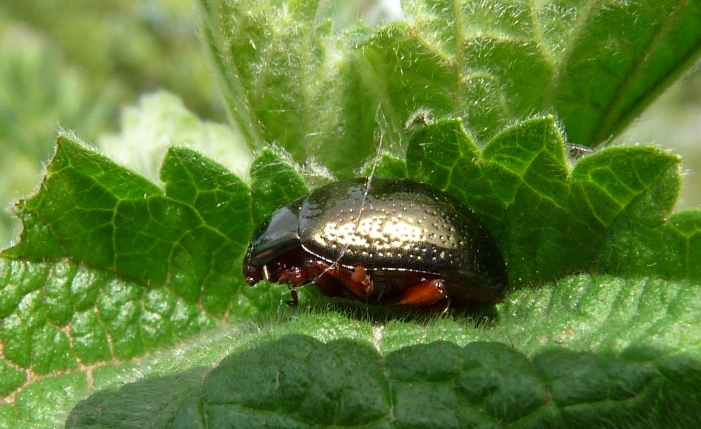 Crisomelide da identificare: Chrysolina bankii