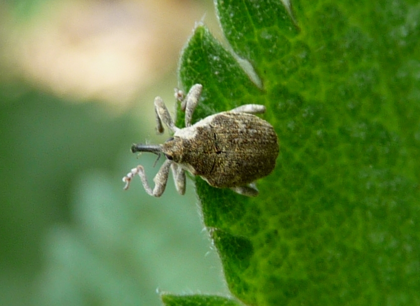 Piccolo Curculionidae:  Parethelcus pollinarius