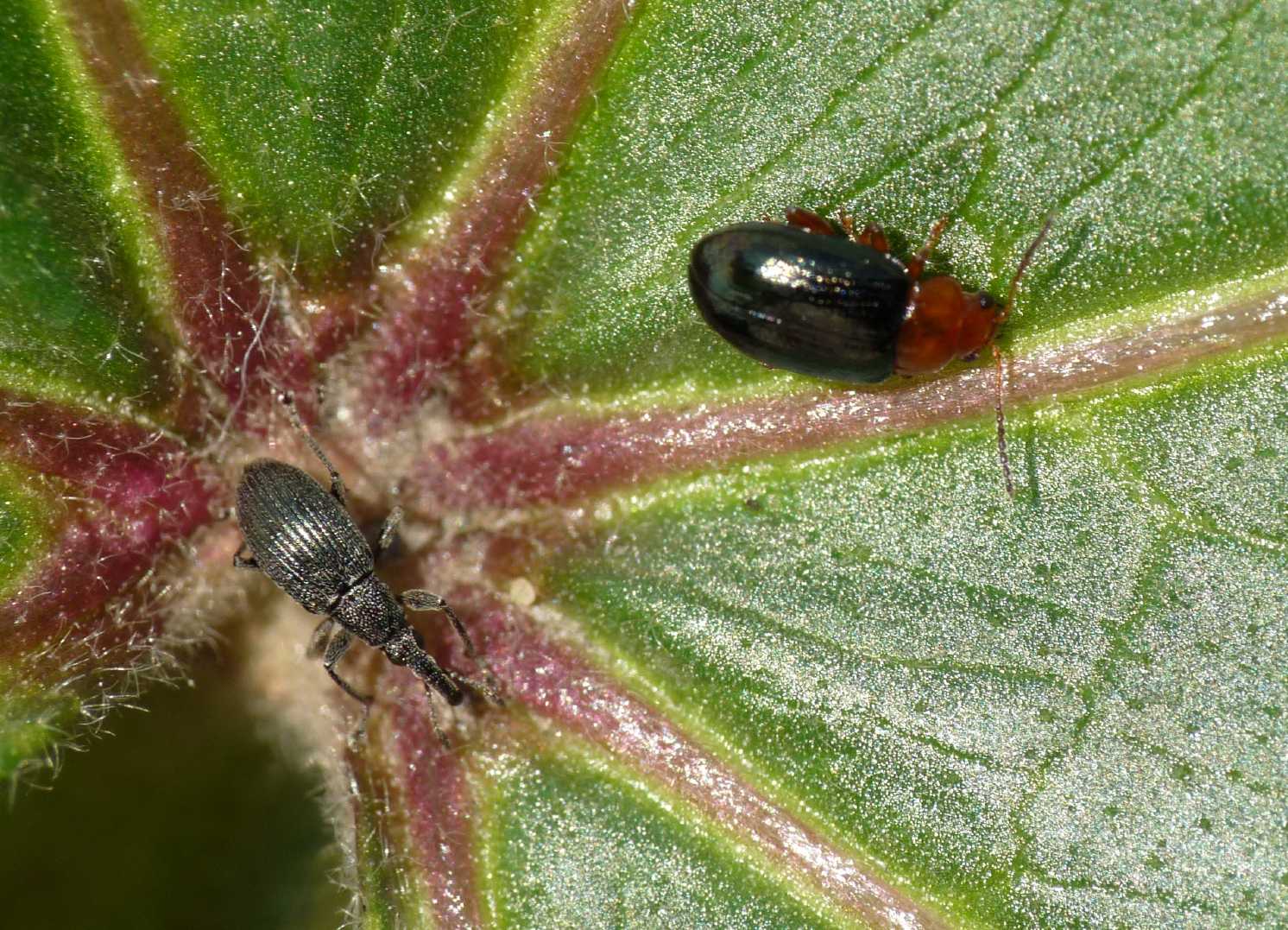 Piccolo curculionidae sulla malva: Aspidapion radiolus